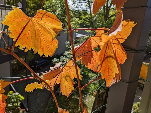 Herbststimmung auf dem Balkon