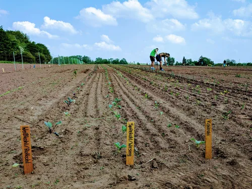 Am Anfang von Beet 1