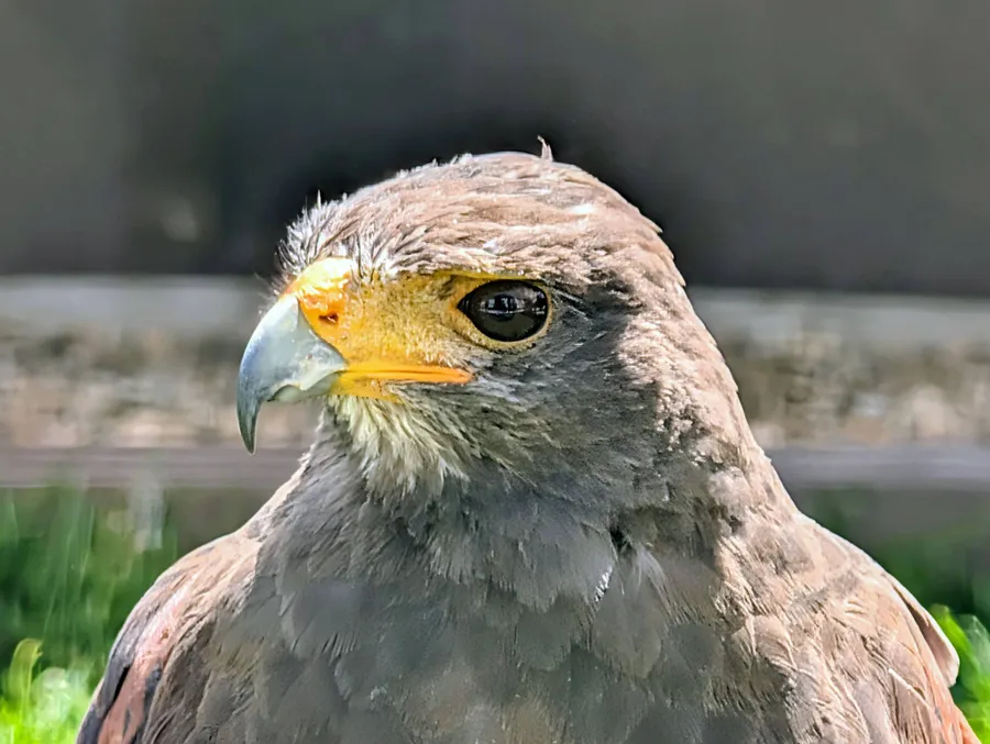 Wüstenbussard im Falkenhof auf dem Feldberg