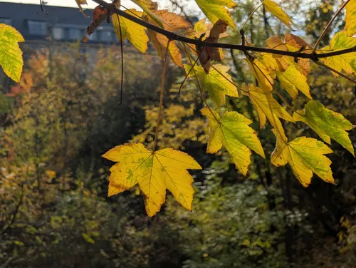 Gelbe Blätter hängen herab