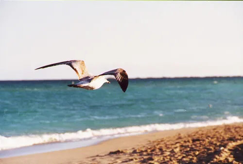 Eine Möwe fliegt am Strand