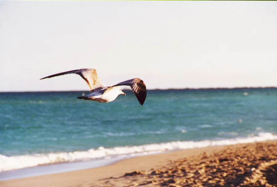 Eine Möwe fliegt am Strand