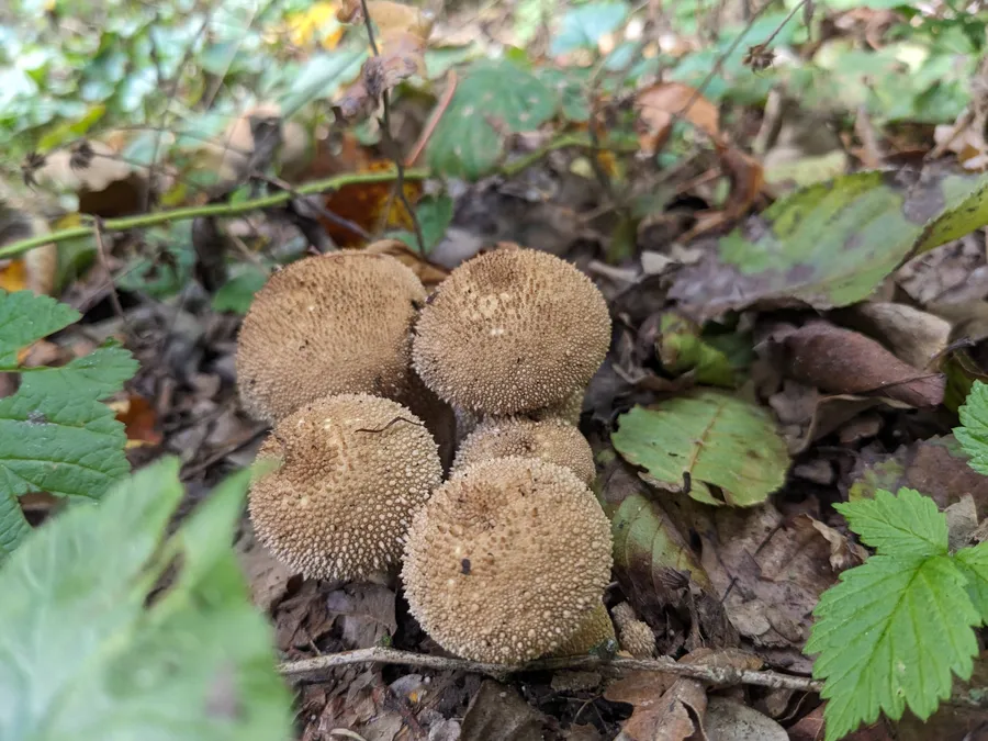 Ein paar Pilze stehen am Wegesrand