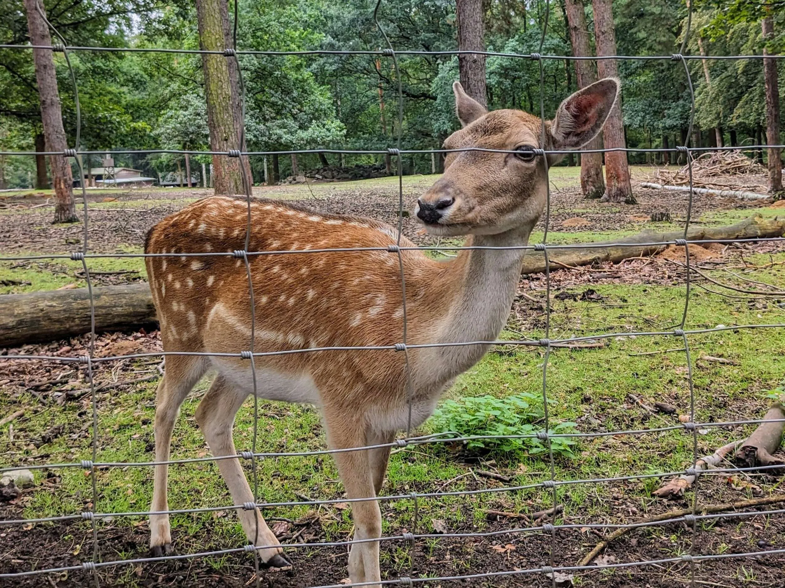 Reh in einem Wildgehege