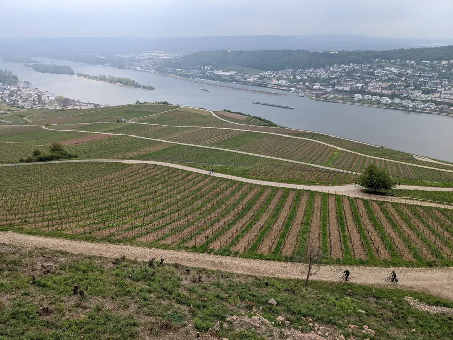 Weinberge und Rhein