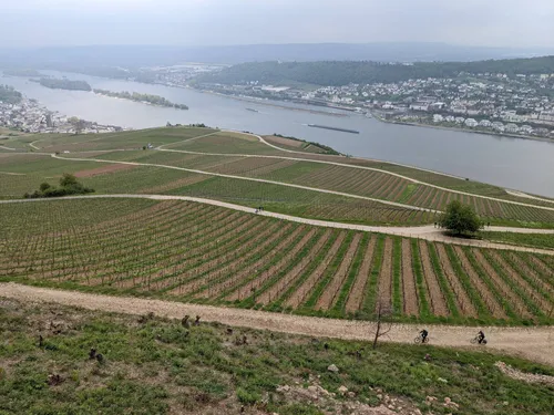 Weinberge und Rhein