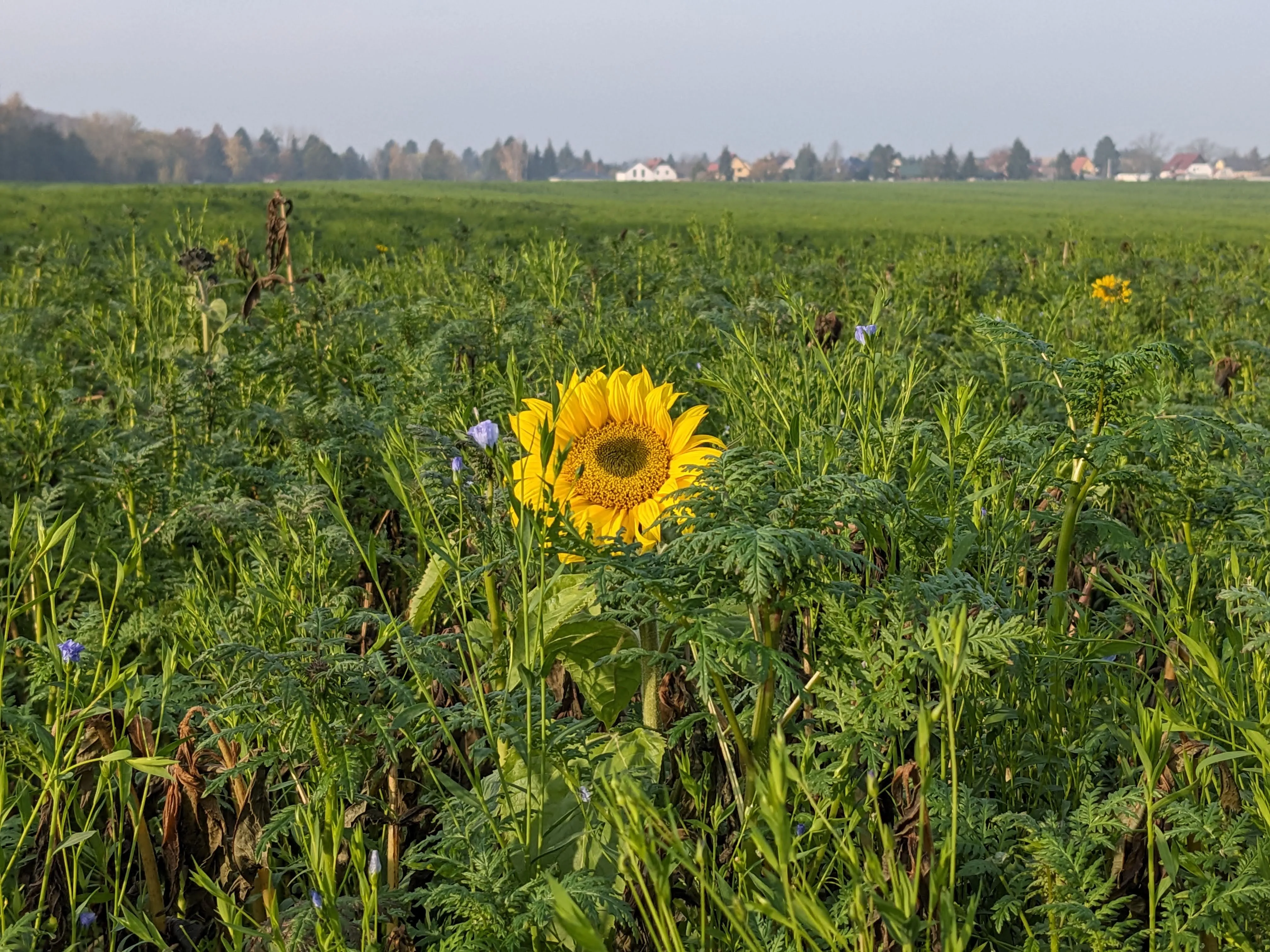 Zwischensaat auf dem Feld mit einer einzelnen Sonnenblume