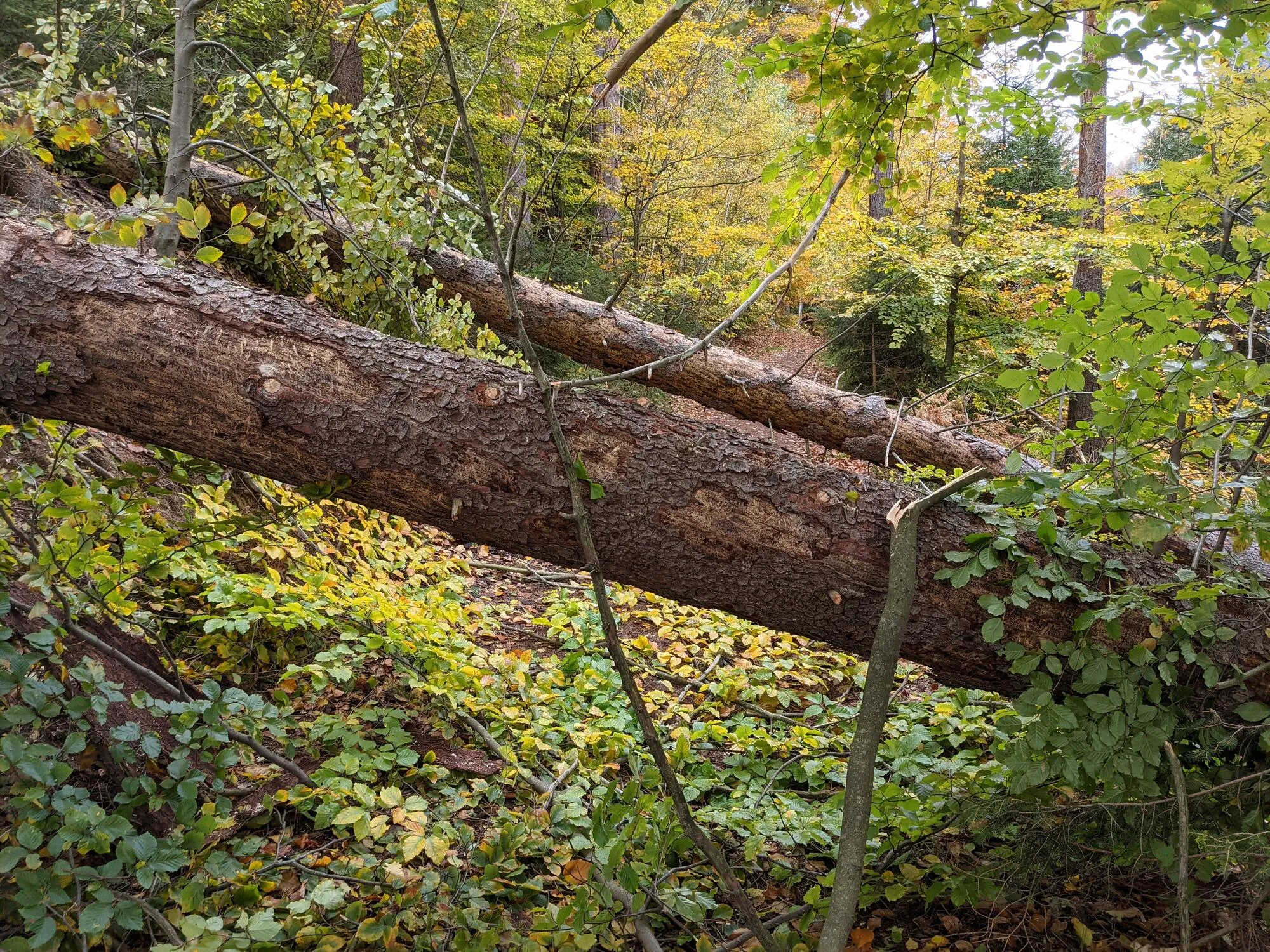 Sturmschäden