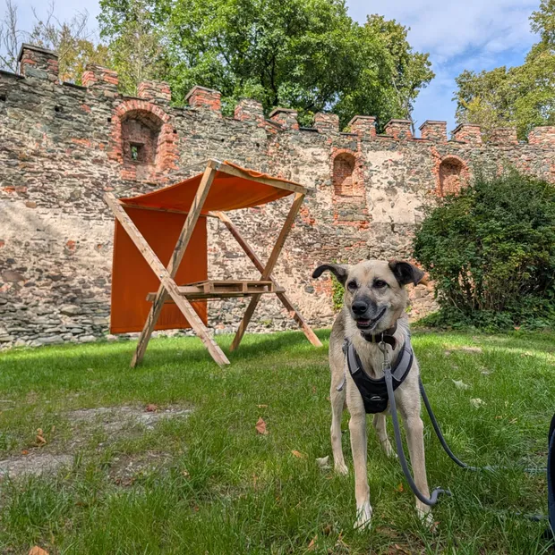 Tomka in der Burgruine Hartenstein