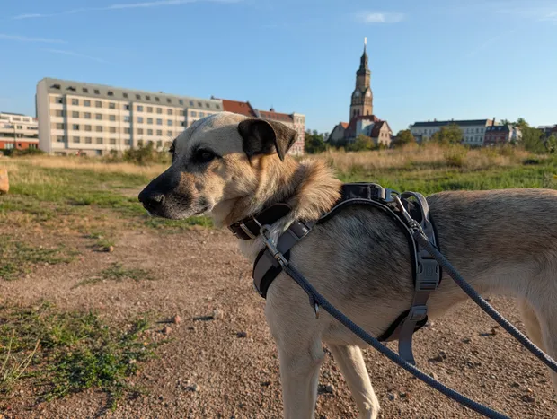 Tomka auf der Morgenrunde