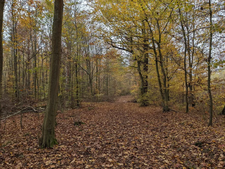 Wandern durch den immer noch herbstlichen Wald