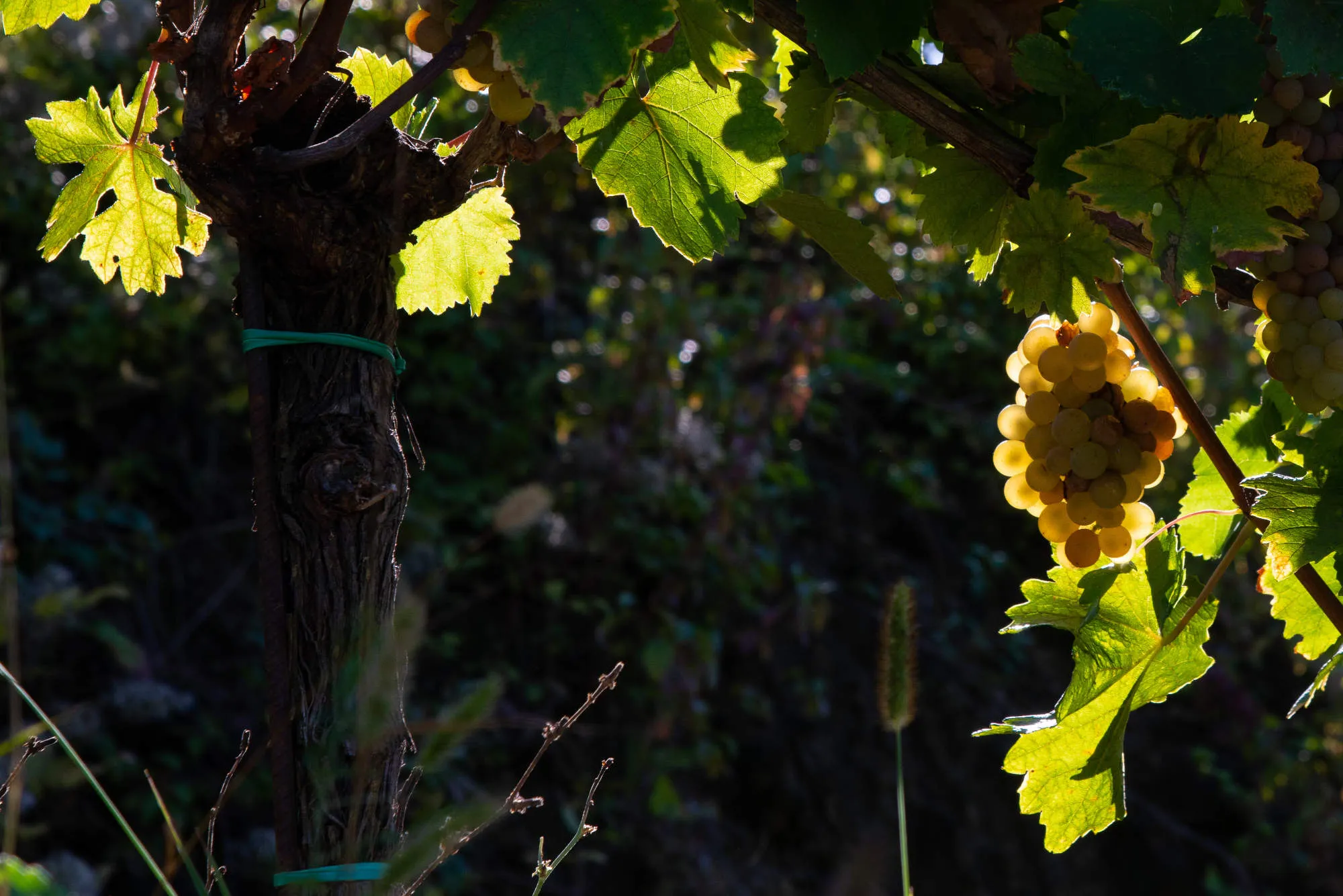 Weintraube im Sonnenlicht