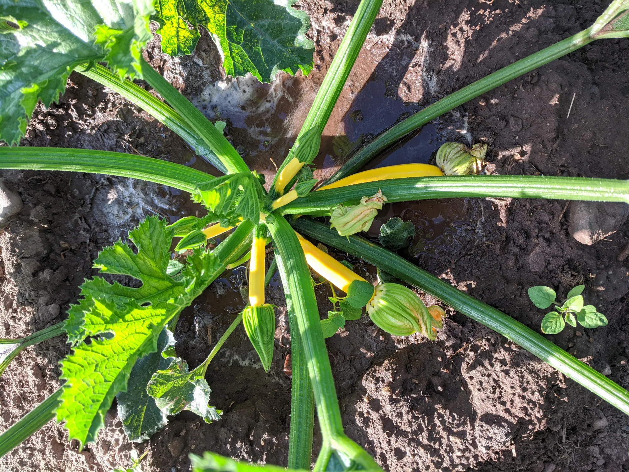 Zucchini-Pflanze im Oberfeld-Saisongarten